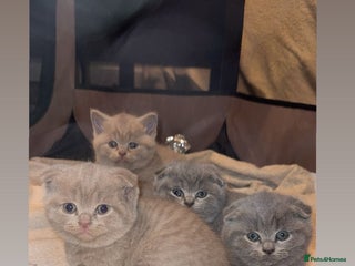 British Shorthair cats 4 beautiful British shorthair kittens - Advert 17