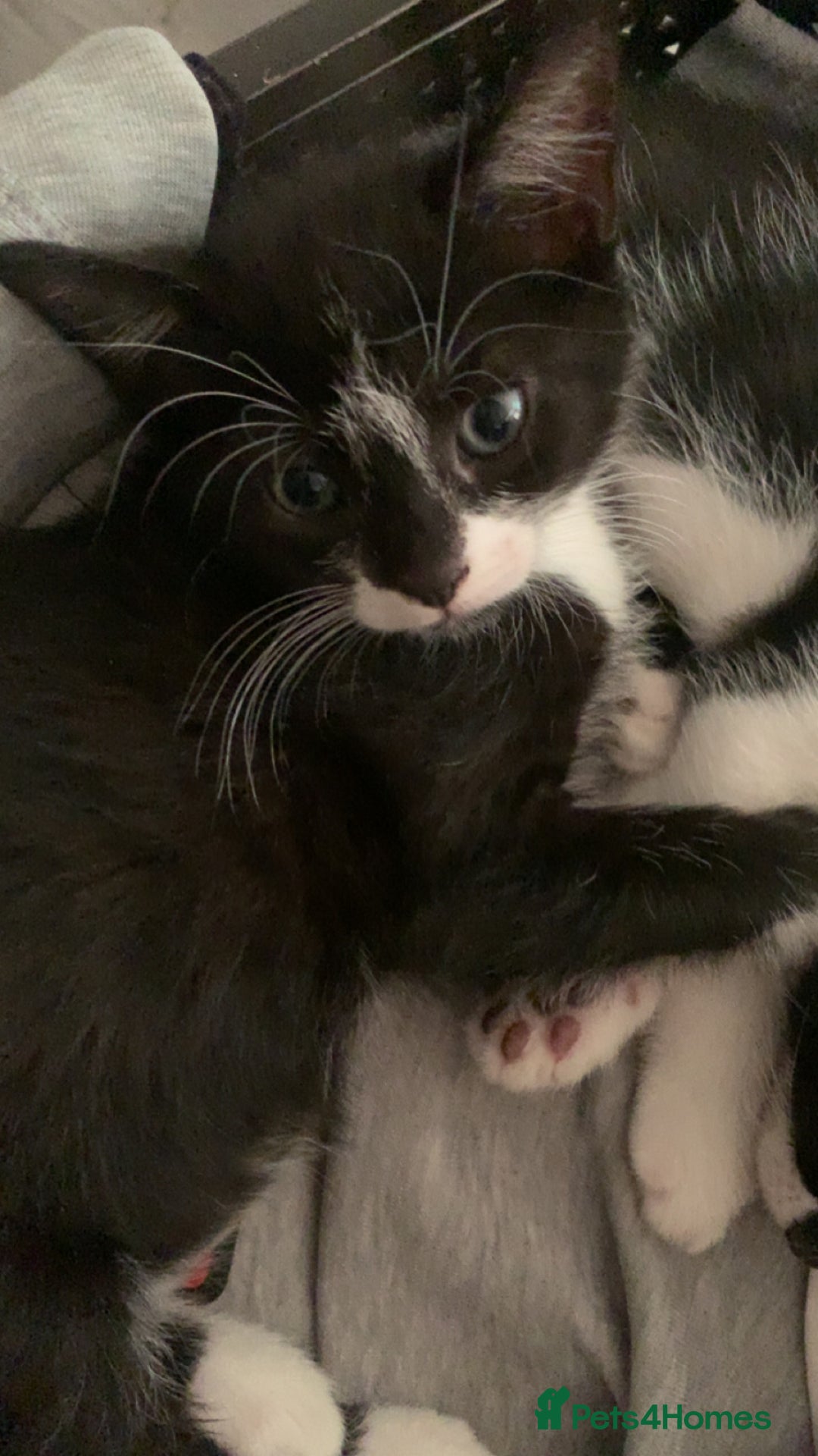 Mixed Breed cats for sale: Mixed breed kittens READY NOW!!!!🥰 - Image 5
