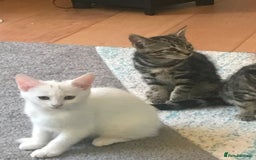 Bengal cats for sale: Stunning half Bengal litter - Image 3