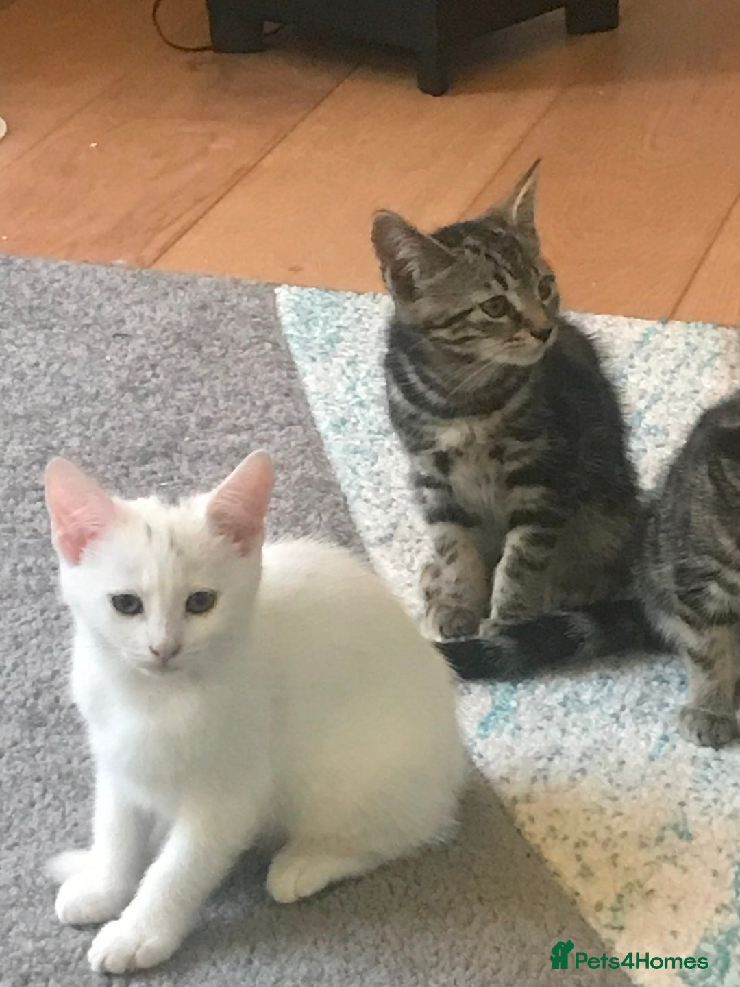 Bengal cats for sale: Stunning half Bengal litter - Image 3