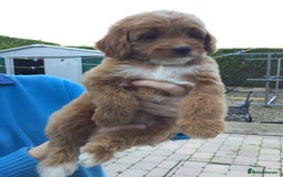 Bernedoodle dogs for sale: Rare Toy bernedoodles  - Image 11