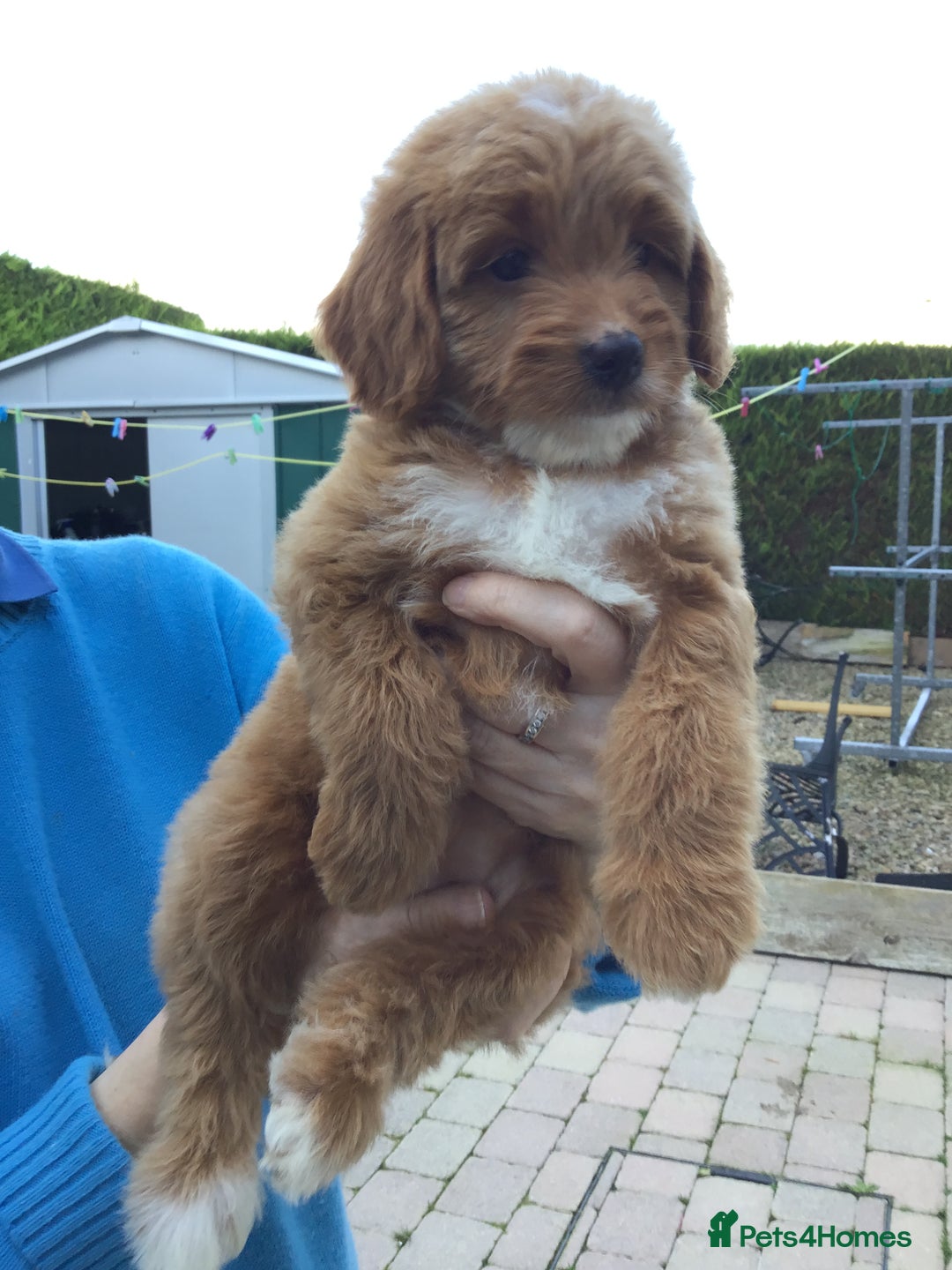 Bernedoodle dogs for sale: Rare Toy bernedoodles  - Image 11