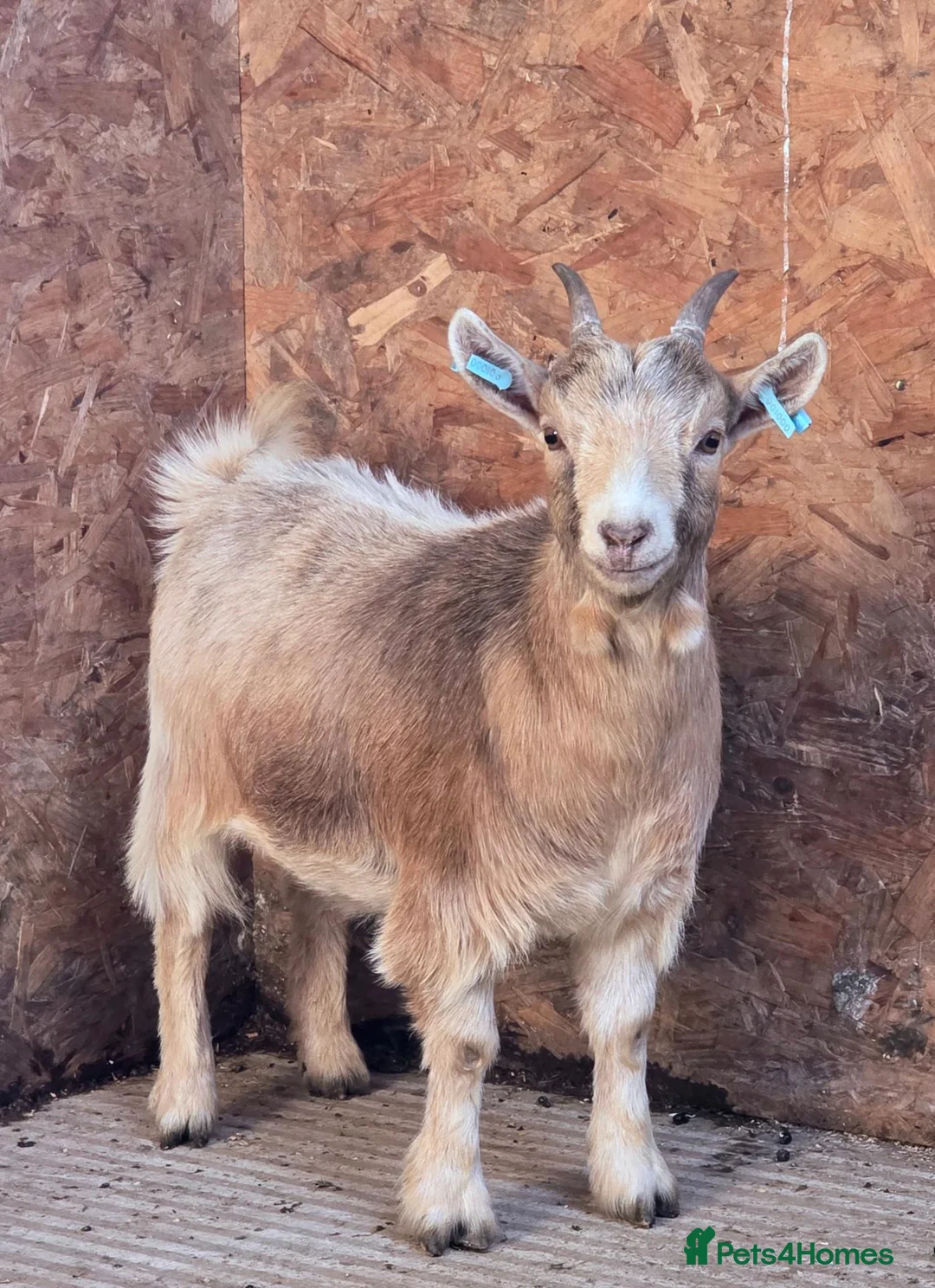 Goats livestock for sale: Pygmy goat club registered nannys  - Advert 2
