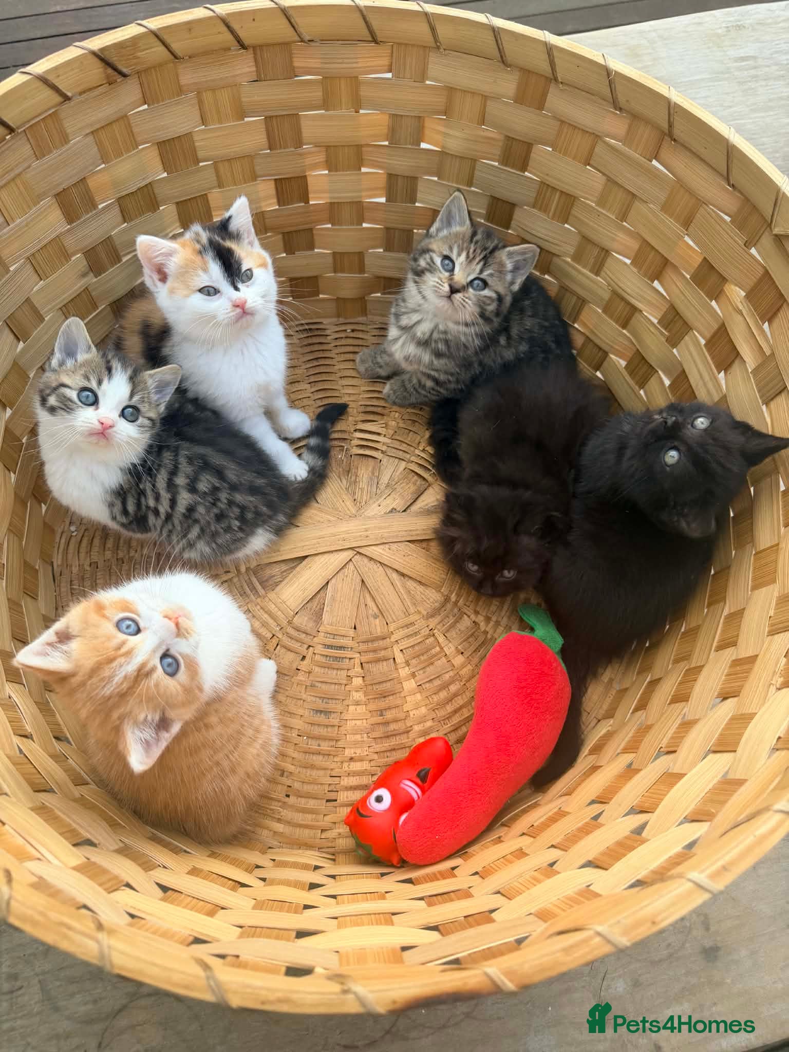 British Shorthair cats Stunning British Shorthair Kittens Ready Now! - Advert 2