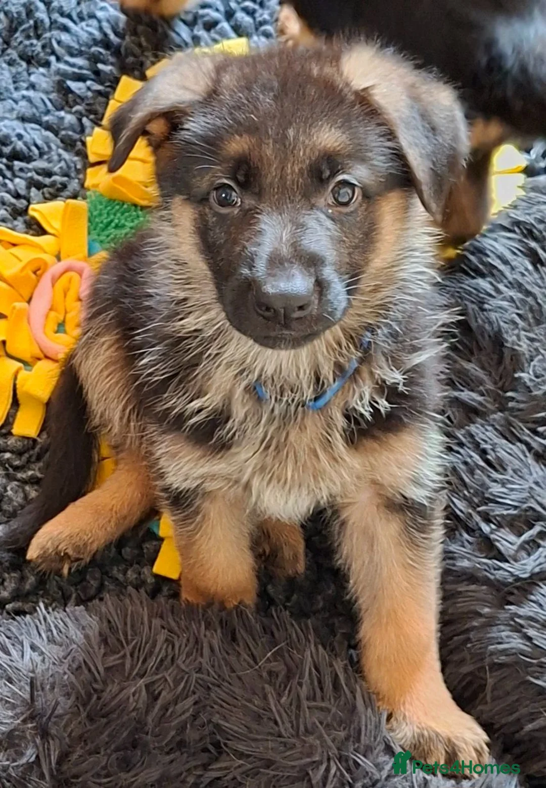 German Shepherd dogs for sale: 1 Gorgeous Male German Shepherd puppy - Advert 2
