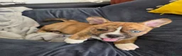 Pomsky dogs for sale: 2 boy Beautiful unusual marking frenchie pomsky  in Southend-on-Sea - Advert 11