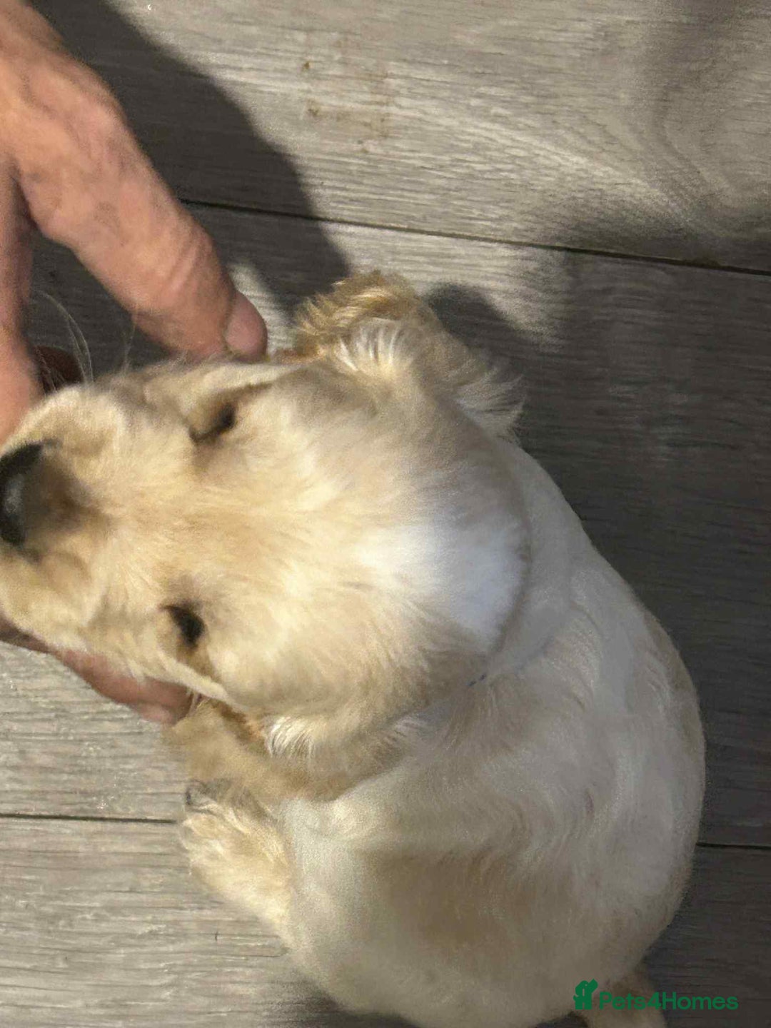 Cockapoo dogs for sale: 5 beautiful cockapoo's - Image 16