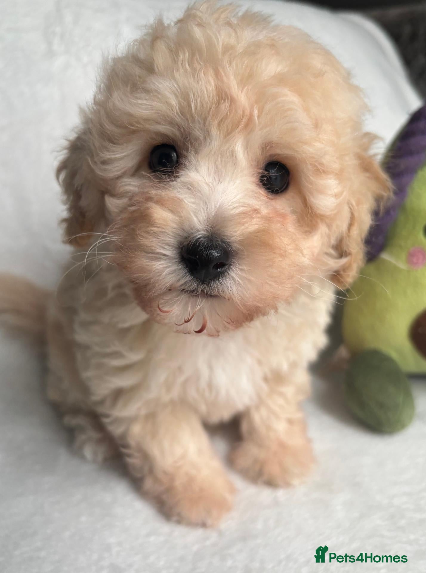 Toy Poodle dogs Asian Fusion - Advert 2