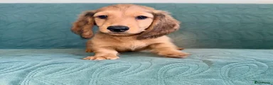 Dachshund 1