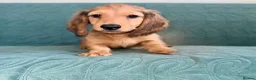 Dachshund dogs for sale: 🐾 Beautiful Long-Haired Dachshund Puppies 🐾 - Advert 18