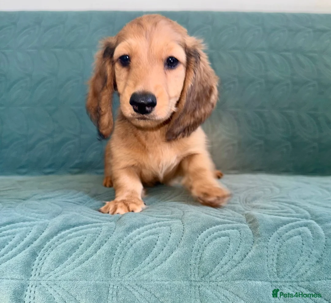 Dachshund dogs for sale: 🐾 Beautiful Long-Haired Dachshund Puppies 🐾 - Advert 18