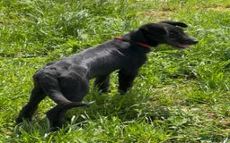 Mixed Breed dogs for adoption: TARMAC - a handsome young boy for a Loving Home - Image 19