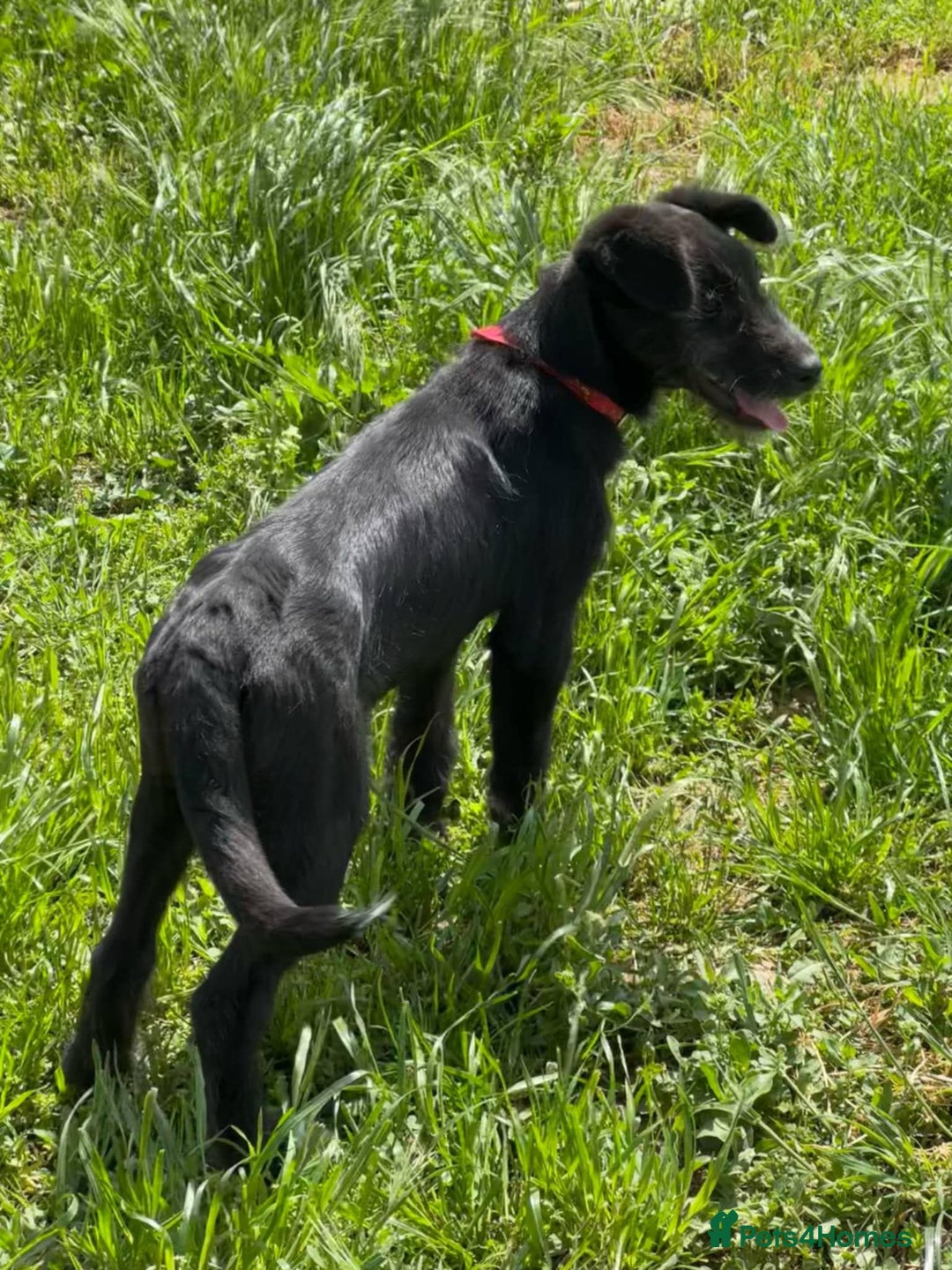 Mixed Breed dogs for adoption: TARMAC - a handsome young boy for a Loving Home - Image 19