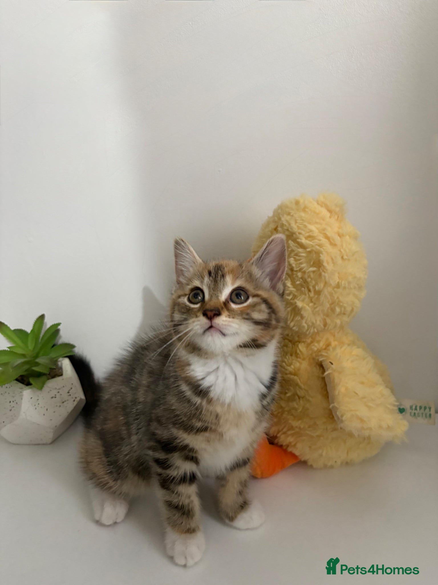 Mixed Breed cats Cute 8 week old mixed-colour kitten - Advert 1
