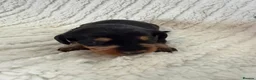 Doxiepoo dogs for sale: Miniature Doxiepoos  - Advert 10
