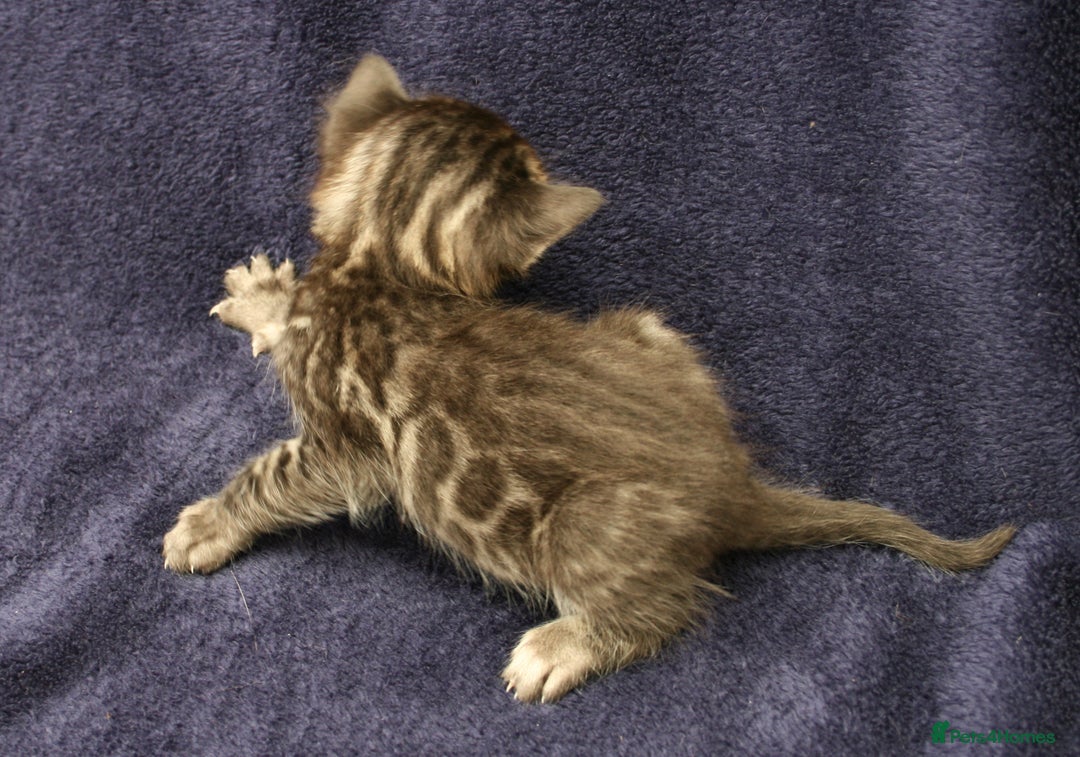 Bengal cats for sale: TICA Registered Bengal Kittens–Ready Nov 2025 🐾 - Image 25