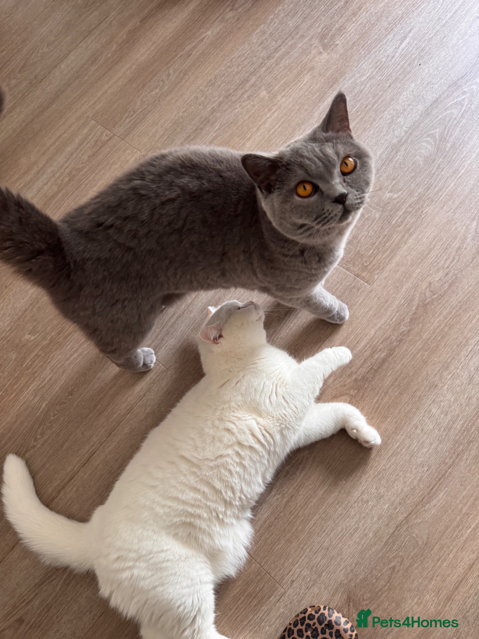 British Shorthair cats Pedigree BSH pair for loving home - Advert 2