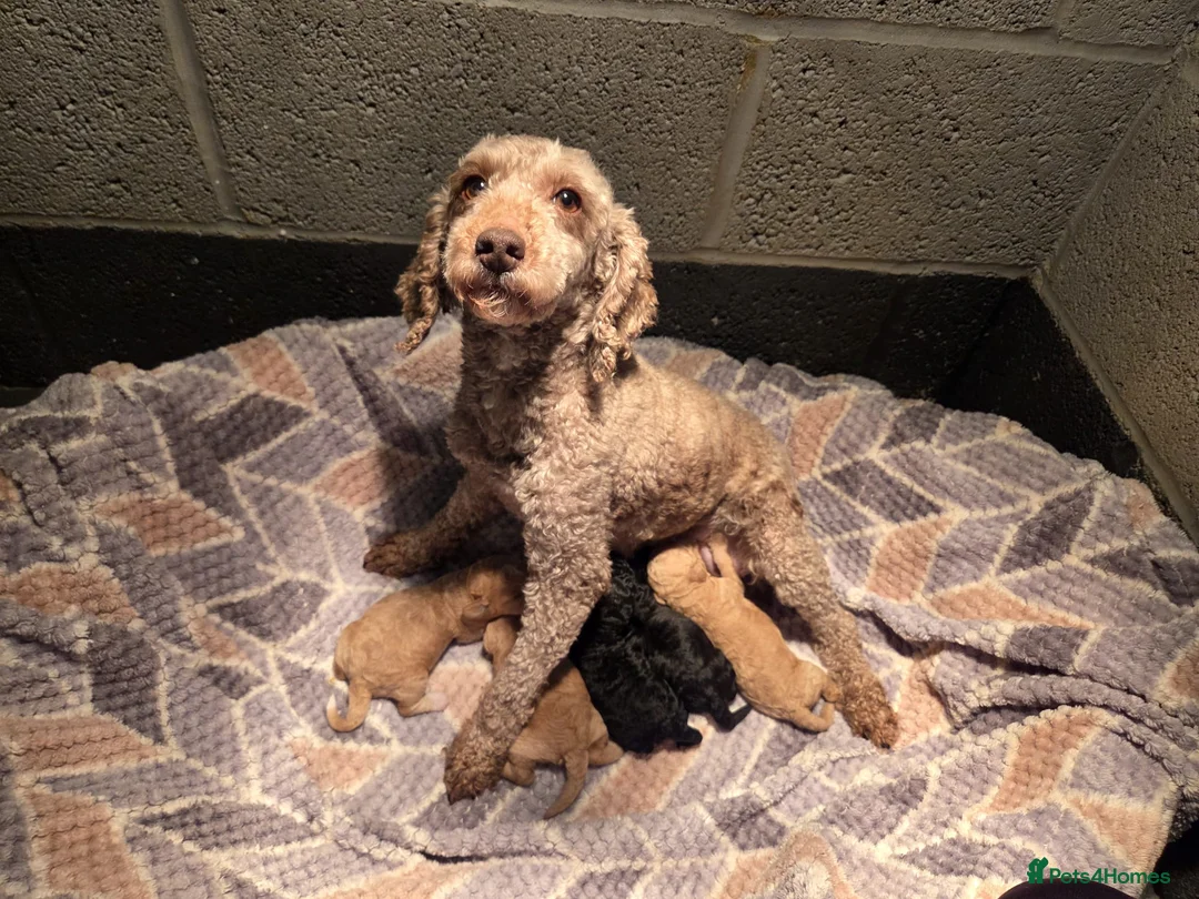 Miniature Poodle dogs for sale: Kc Registered Miniture Poodle  - Advert 3