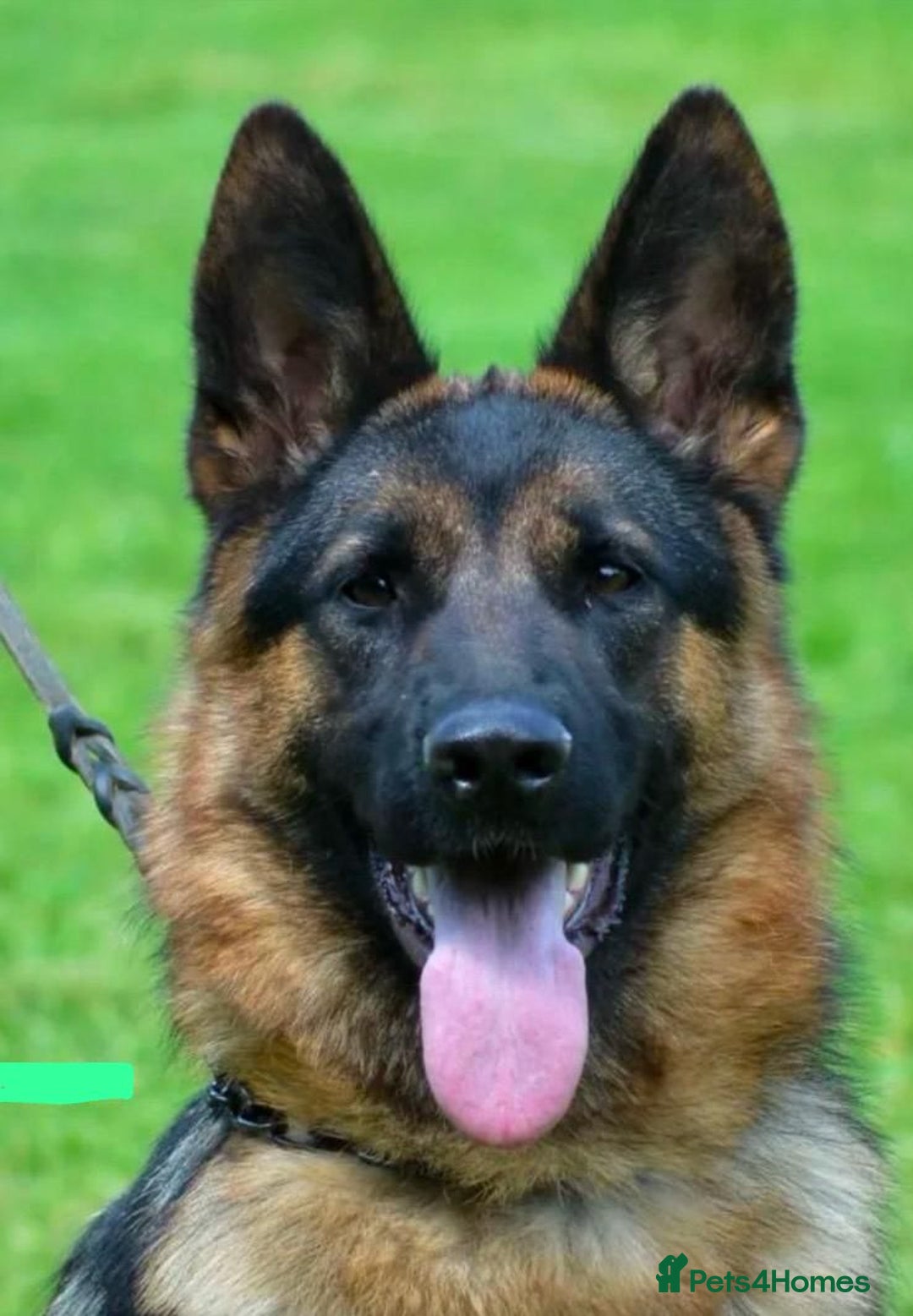 German Shepherd dogs for sale: 25 years experience breeding German Shepherds - Image 8