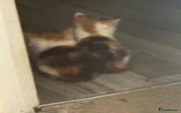 Mixed Breed cats for sale: 🐾 6 Kittens Looking for Forever Homes! 🐾 - Image 10