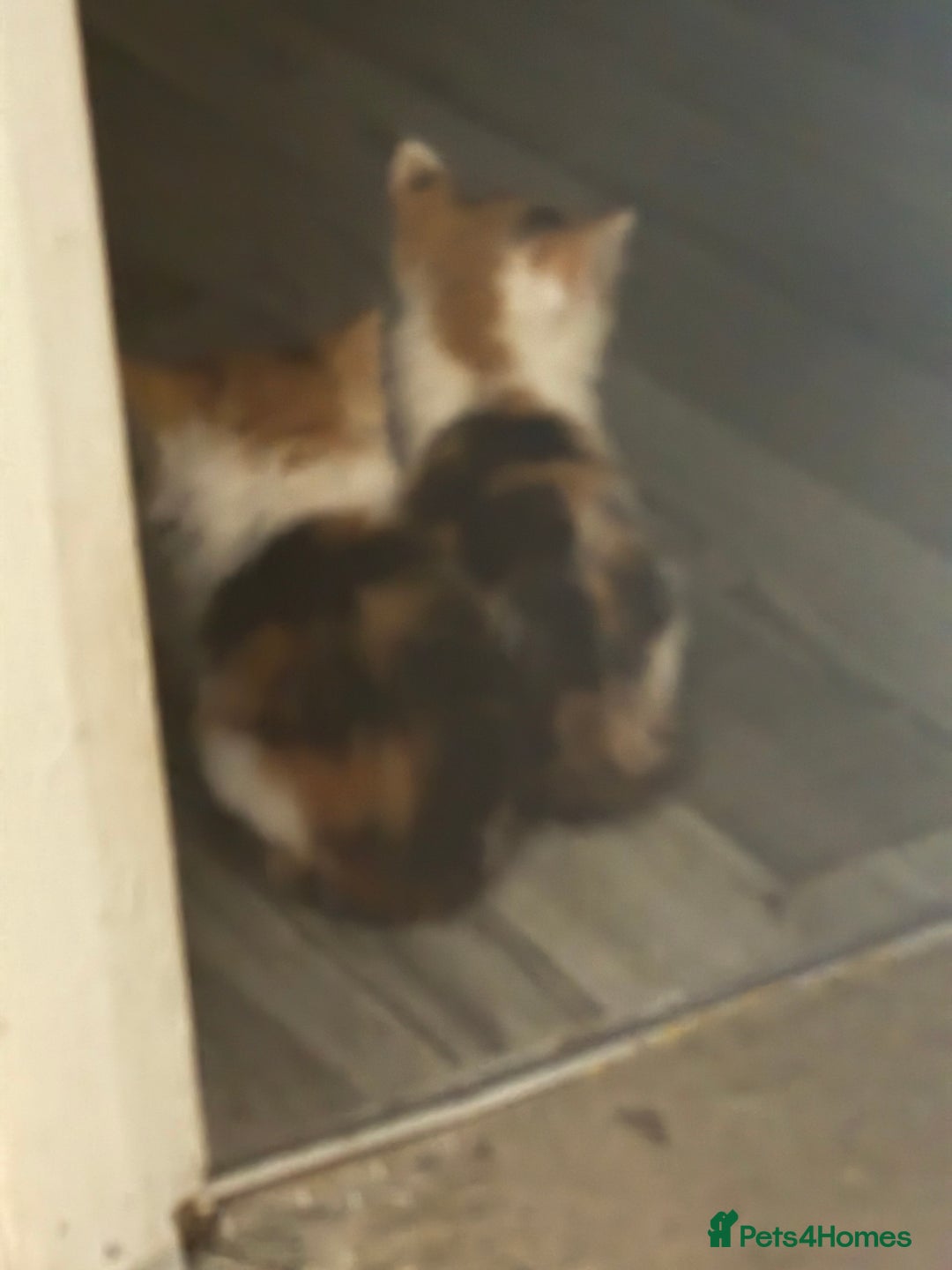 Mixed Breed cats for sale: 🐾 6 Kittens Looking for Forever Homes! 🐾 - Image 10