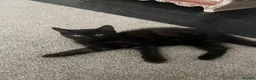 Mixed Breed cats for sale: 3 Healthy Playful Kittens Looking for Loving Homes - Advert 9