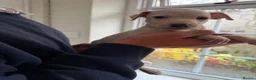 Italian Greyhound dogs for sale: 🐾Stunning cream kc registered iggys🐾 - Advert 38
