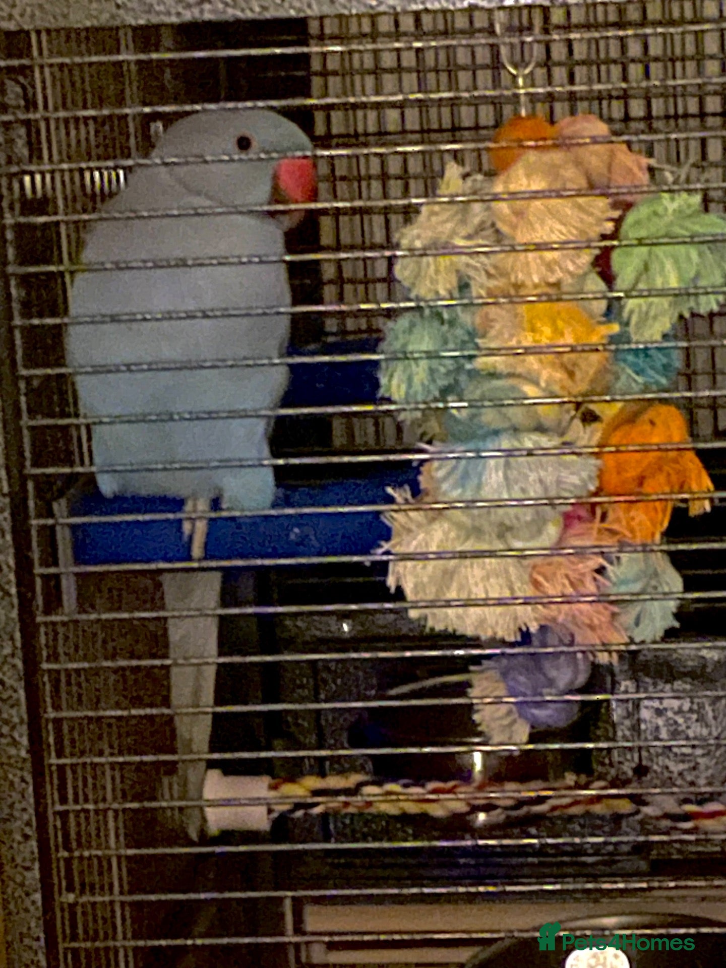 Ringnecks birds Stunning Blue Female Ringneck Parrot - Advert 6