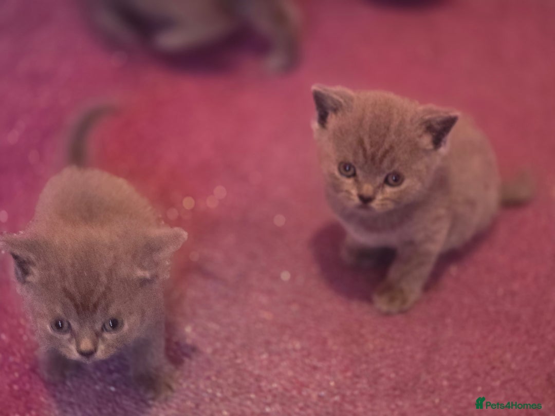 British Shorthair cats for sale: 6 x British Short-haired Blue kittens for sale - Image 14
