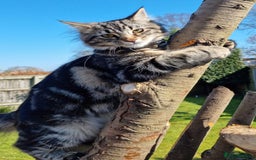 Maine Coon cats for sale: Maincoon cross domestic long hair, 11 months old - Image 4