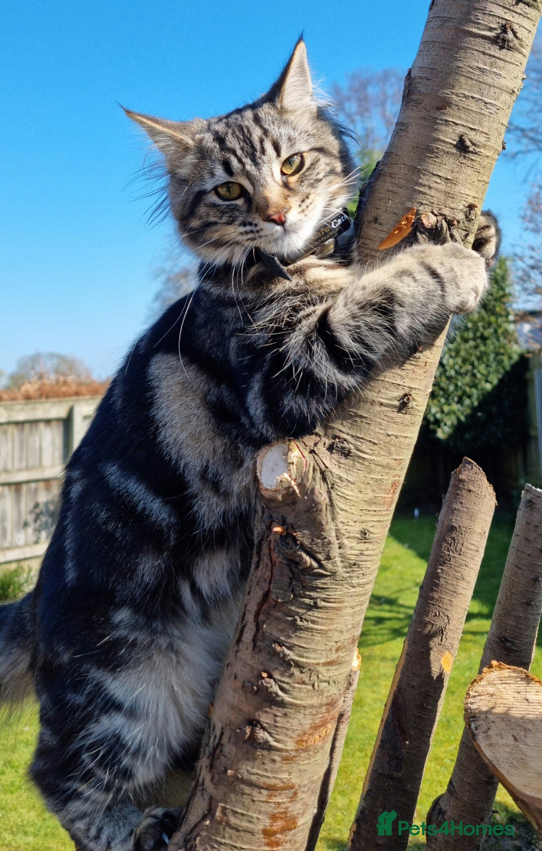 Maine Coon cats for sale: Maincoon cross domestic long hair, 11 months old - Image 4