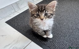 Mixed Breed cats for sale: 5 Siberian Nevada mixed kittens - Image 4