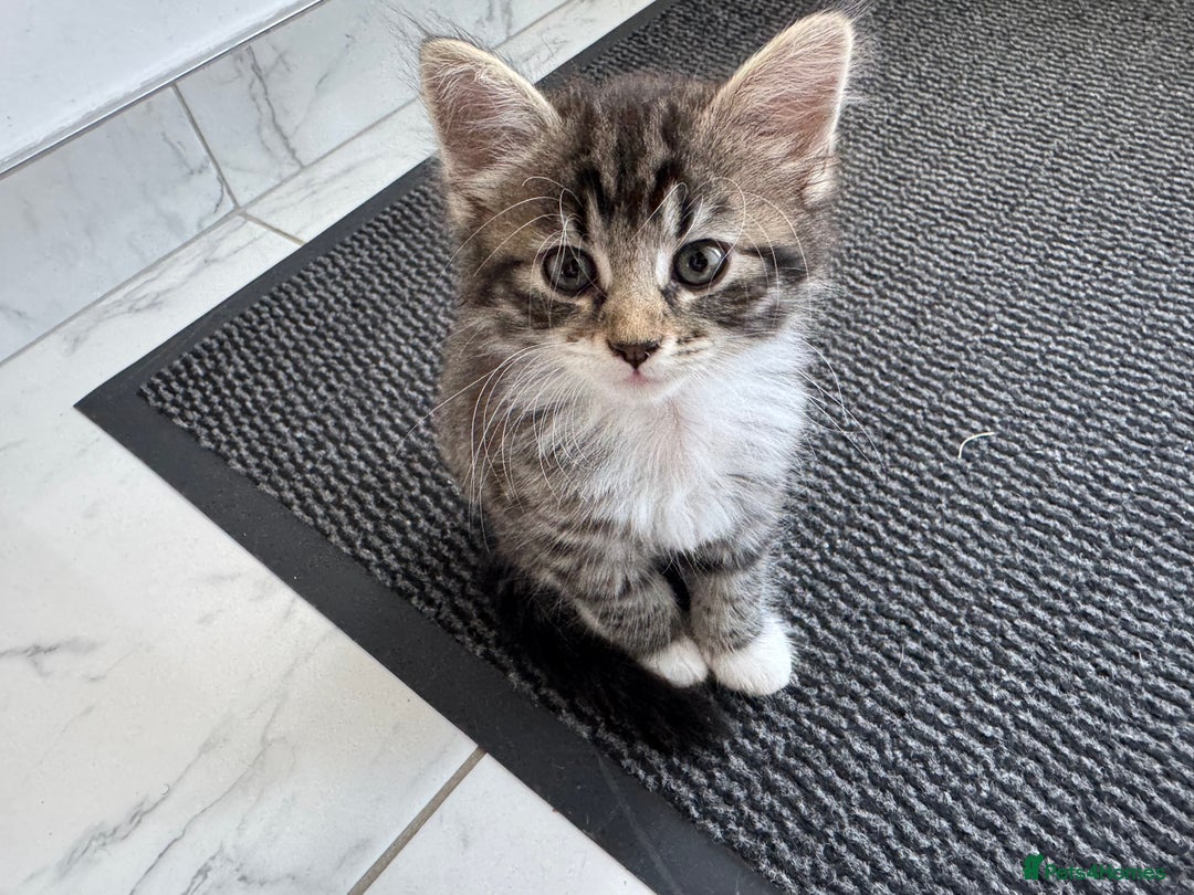 Mixed Breed cats for sale: 5 Siberian Nevada mixed kittens - Image 4