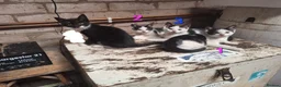 Mixed Breed cats for sale: Friendly farm kittens seeking their forever homes in Gretna - Advert 8
