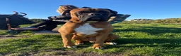 Boxer dogs for stud: Handsome Purebred Boxer – Puppy Back Deal Offered - Advert 6