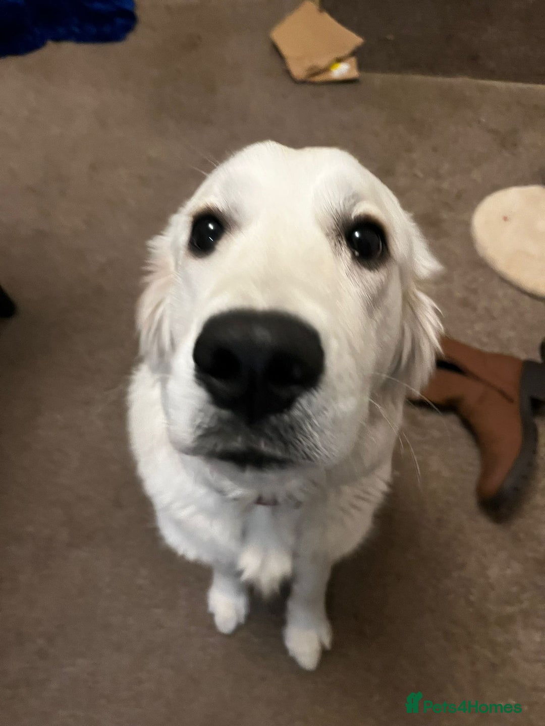 Golden Retriever dogs for sale: KC Reg Golden Retriever (F) 8mo – £1,100 ONO - Advert 3