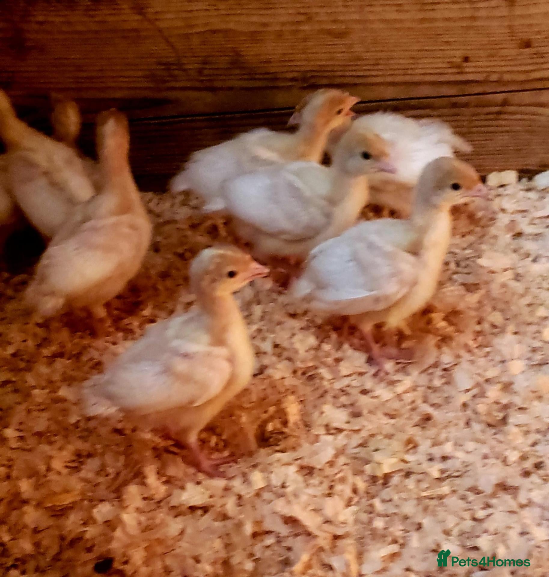 Turkeys poultry Turkey Poults Double Breasted  - Advert 17
