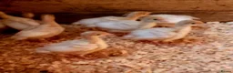 Turkeys poultry for sale: Turkey Poults Double Breasted  - Advert 1