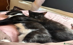 British Shorthair cats for sale: three lovely ladies for sale - Image 1
