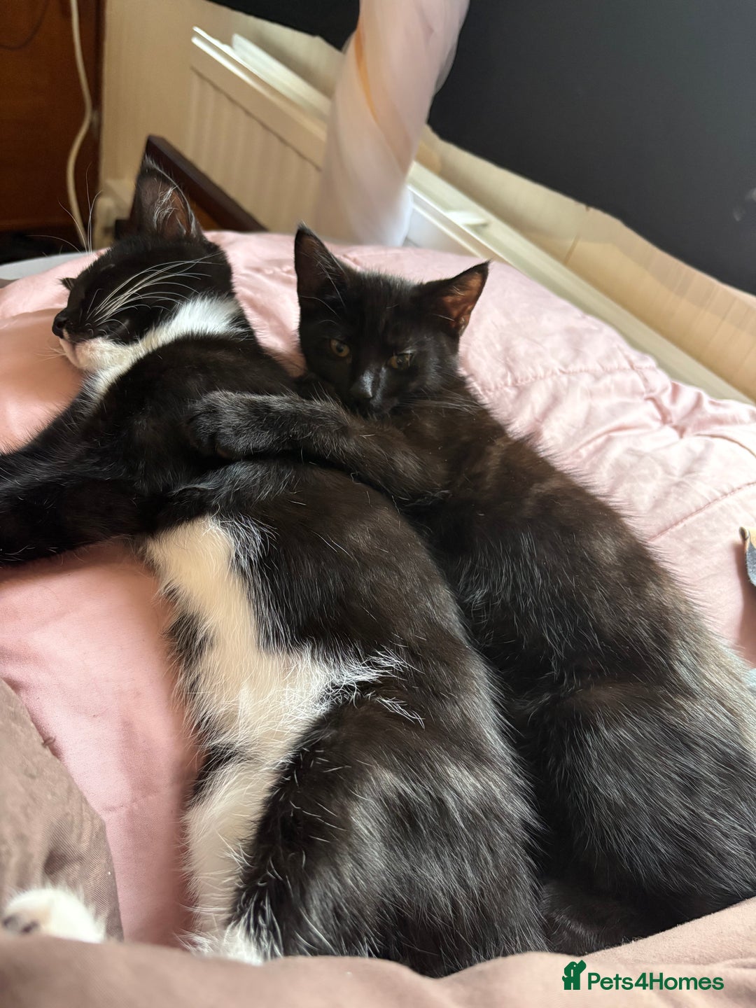 British Shorthair cats for sale: three lovely ladies for sale - Image 1