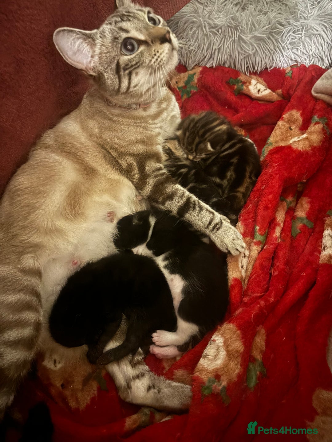 Bengal cats for sale: Bengal kittens  - Advert 18