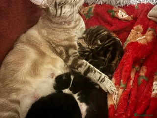 Bengal cats Bengal kittens - Advert 7