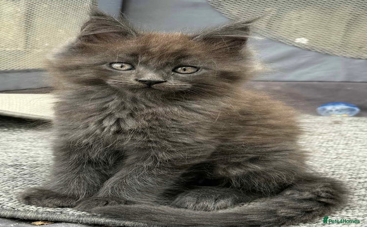 Maine Coon cats - Advert 5