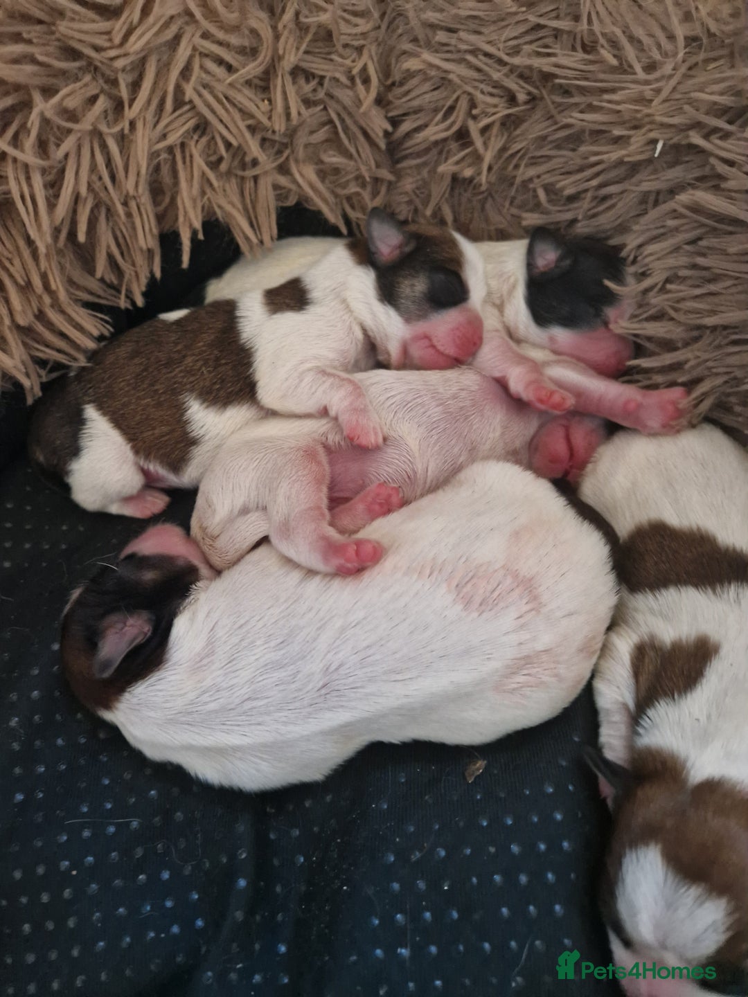 Shih Tzu dogs for sale: Puppies for sale 4 female and one male  - Image 4