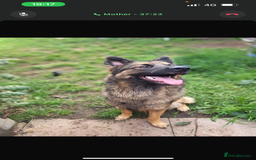 German Shepherd dogs for sale: 2x female German shepherd pups available  - Advert 3