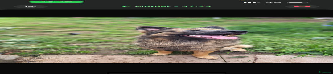 German Shepherd Puppy 2