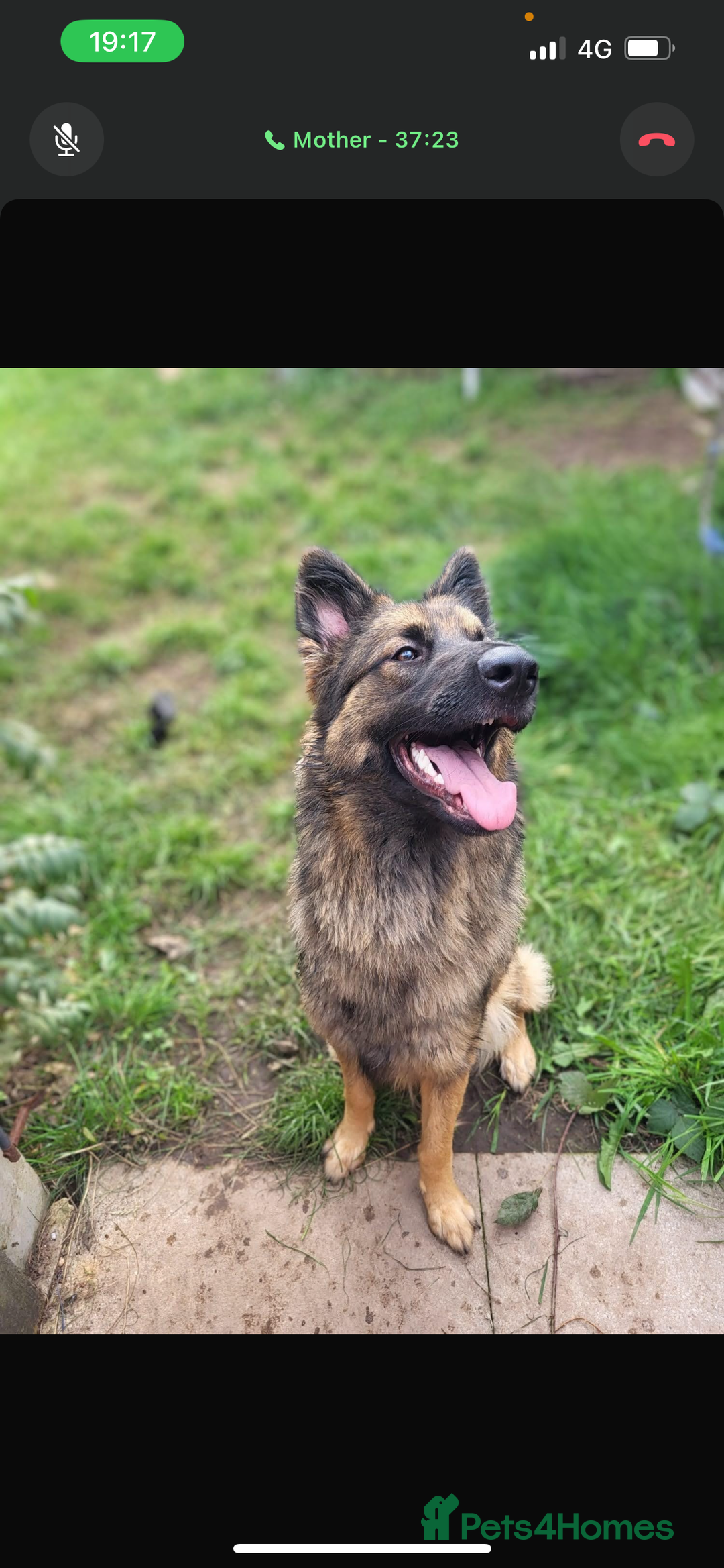 German Shepherd dogs for sale: 2x female German shepherd pups available  - Advert 3