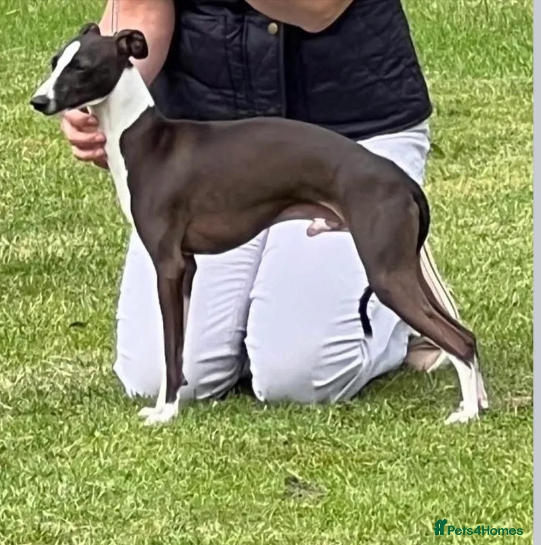 Italian Greyhound dogs for sale: Excellent all American pedigree - Advert 4