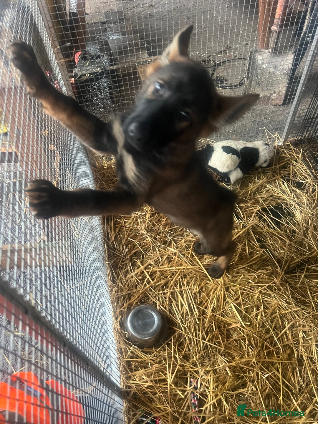 German Shepherd dogs for sale: Czechoslovakian German shepherd working line - Advert 8