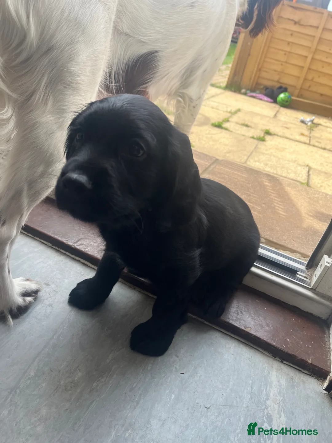 Sprocker dogs for sale: One sprocker boy left  - Advert 8